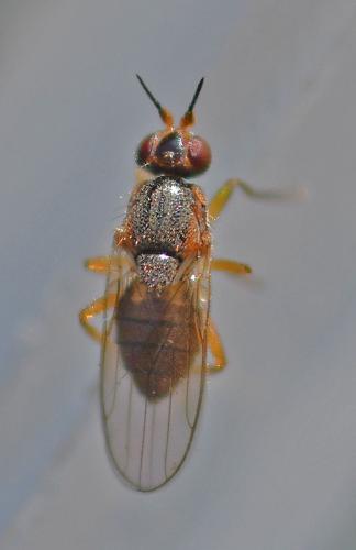 Elachiptera sp.